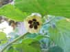 Coqueret du Pérou (Physalis peruviana), une espèce de la famille des Solanacées. © nadinevz, iNaturalist